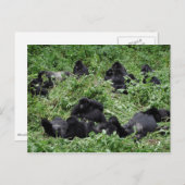 Berggorilla-Gruppe Postkarte (Vorne/Hinten)
