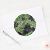 Berggorilla-Gruppe Rundaufkleber Runder Aufkleber (Umschlag)