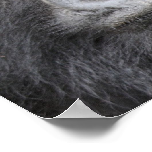 Berggorilla Poster (Ecke)