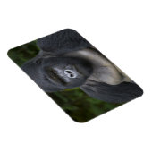 Berggorilla und Silberrücken Magnet (Rechte Seite)