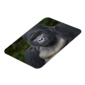 Berggorilla und Silberrücken Magnet (Linke Seite)