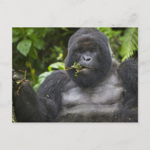 Berggorilla und Silberrücken Postkarte