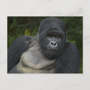 Berggorilla und Silberrücken Postkarte