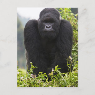 Berggorilla und Silberrücken Postkarte
