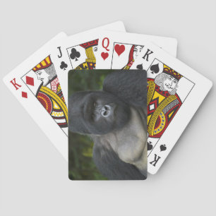 Berggorilla und Silverback 5 Spielkarten
