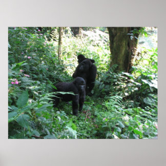 Berggorillas Poster