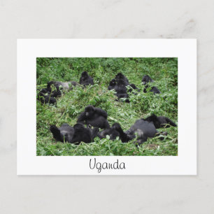 Berggorillengruppe Weiße Uganda Postkarte