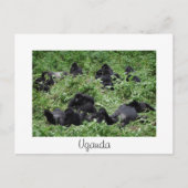 Berggorillengruppe Weiße Uganda Postkarte (Vorderseite)