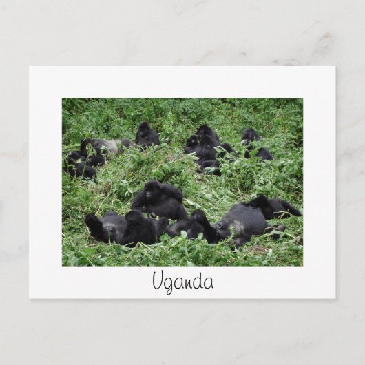 Berggorillengruppe Weiße Uganda Postkarte (Vorderseite)