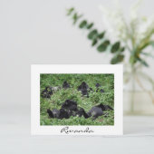 Berggorillengruppe Weißer Grenzurlaub Feiertagspostkarte (Stehend Vorderseite)