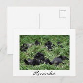 Berggorillengruppe Weißer Grenzurlaub Feiertagspostkarte (Vorne/Hinten)