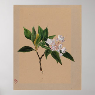 Berghörnchen (Kalmia latifolia) Poster