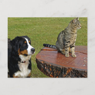 Berghund mit Katze Postkarte