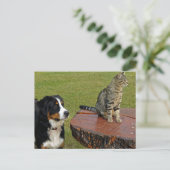 Berghund mit Katze Postkarte (Stehend Vorderseite)