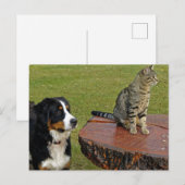 Berghund mit Katze Postkarte (Vorne/Hinten)