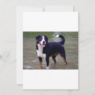 Berghund stehend im Wasser Geburtstag Einladung