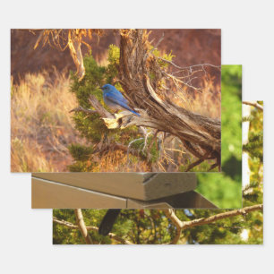 Berghüttensänger in Arches National Park Geschenkpapier Set