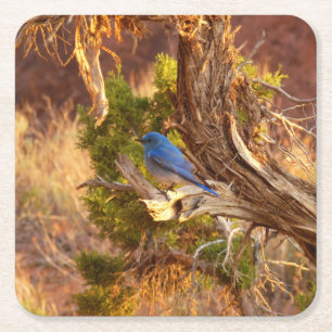 Berghüttensänger in Arches National Park Rechteckiger Pappuntersetzer