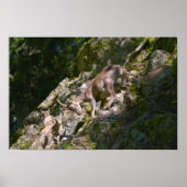 Bergibex Poster (Vorne)