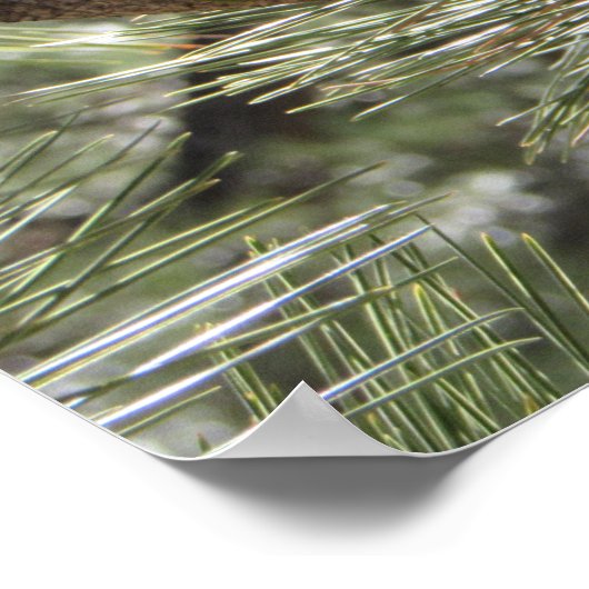 Bergkichade im Pine Tree Poster (Ecke)