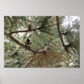 Bergkichade im Pine Tree Poster (Vorne)