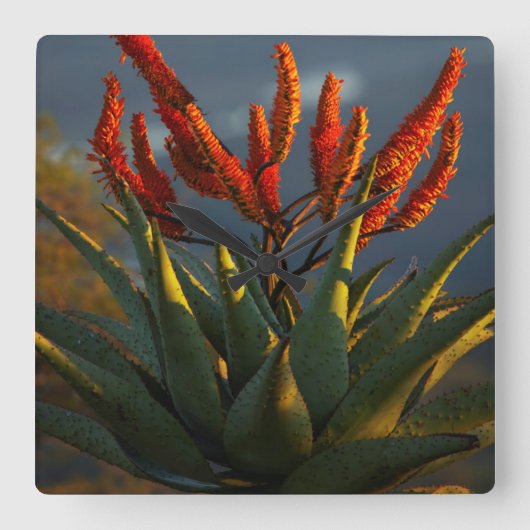 Berglandschaft (Aloe Marlothii Berger) Quadratische Wanduhr (Vorderseite)