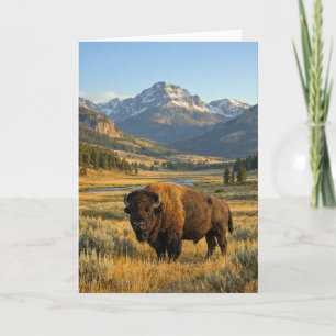 Berglandschaft Amerikanischer Bison Blanko Karte