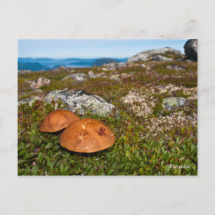 Berglandschaft Foto Postkarte. Norwegen Postkarte