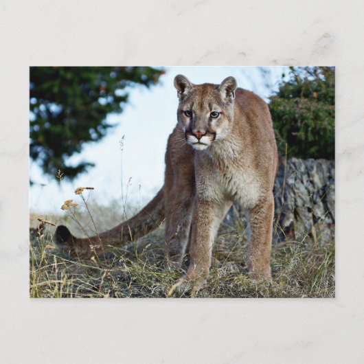 Berglauf Postkarte (Vorderseite)