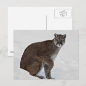 Berglion auf Go Postkarte (Vorne/Hinten)