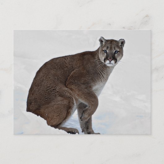 Berglion auf Go Postkarte (Vorderseite)