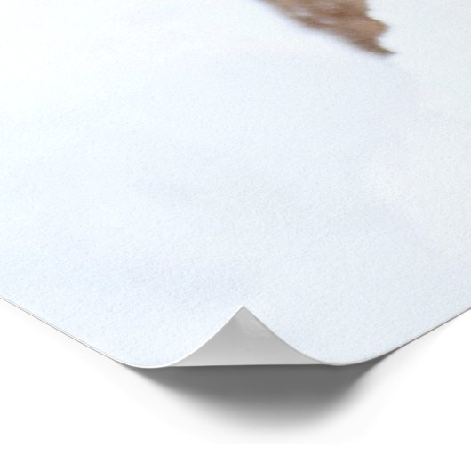 Berglion im Schnee Poster (Ecke)