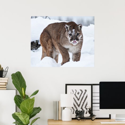 Berglion im Schnee Poster (Heimbüro)