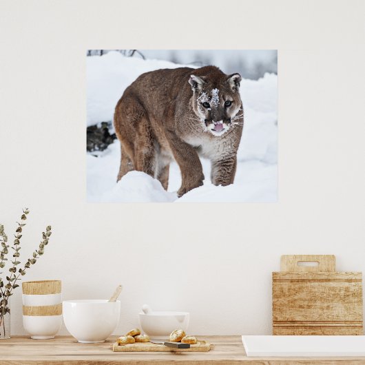 Berglion im Schnee Poster (Küche)