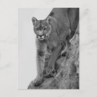 Berglion in Schwarz und Weiß