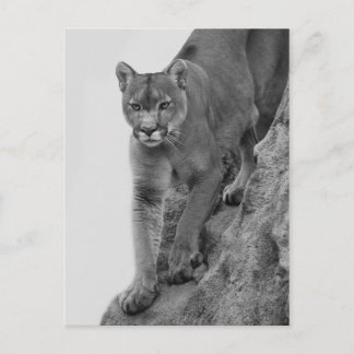 Berglion in Schwarz und Weiß Postkarte