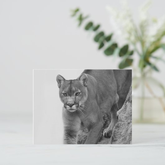 Berglion in Schwarz und Weiß Postkarte (Stehend Vorderseite)