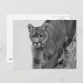 Berglion in Schwarz und Weiß Postkarte (Vorne/Hinten)