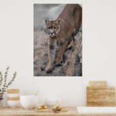 Berglionenklettern Poster (Küche)