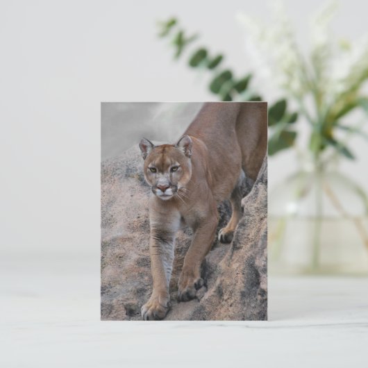 Berglionenklettern Postkarte (Stehend Vorderseite)