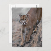 Berglionenklettern Postkarte (Vorne/Hinten)