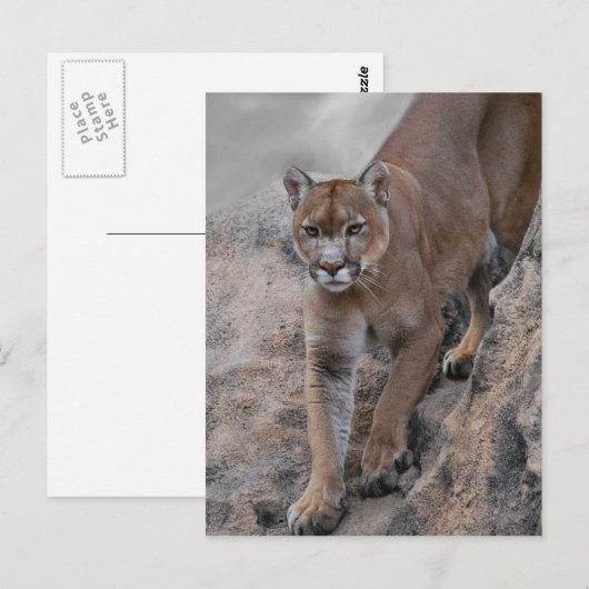 Berglionenklettern Postkarte (Vorne/Hinten)