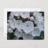 Berglorbeer blüht Postkarte (Vorne/Hinten)