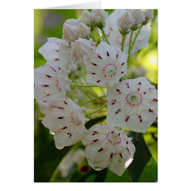 Berglorbeer, nach dem Regen (Vorne)