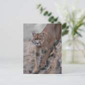 Berglöwe Felsenklettern Postkarte (Stehend Vorderseite)