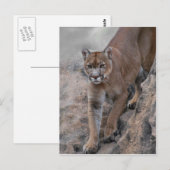 Berglöwe Felsenklettern Postkarte (Vorne/Hinten)