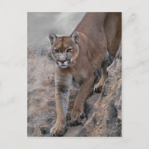Berglöwe Felsenklettern Postkarte