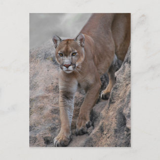 Berglöwe Felsenklettern Postkarte