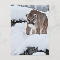 Berglöwe im Schnee