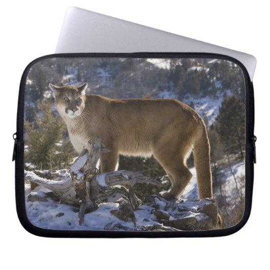 Berglöwe Laptopschutzhülle (Vorderseite)